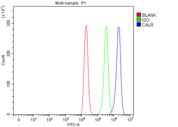 Calreticulin/CALR Antibody