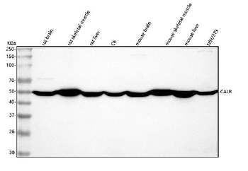 Calreticulin/CALR Antibody