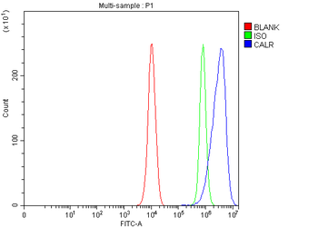 Calreticulin/CALR Antibody