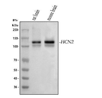 Hcn2 Antibody