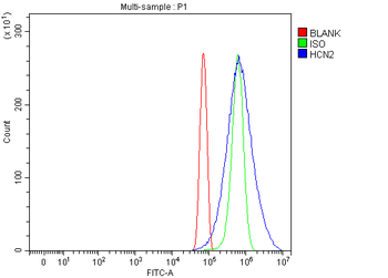 Hcn2 Antibody