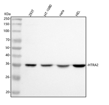 HTRA2 Rabbit Polyclonal Antibody