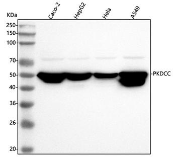 SGK493/PKDCC Rabbit Polyclonal Antibody
