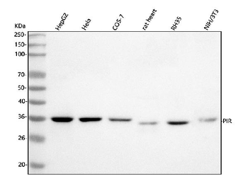 PIR Rabbit Polyclonal Antibody