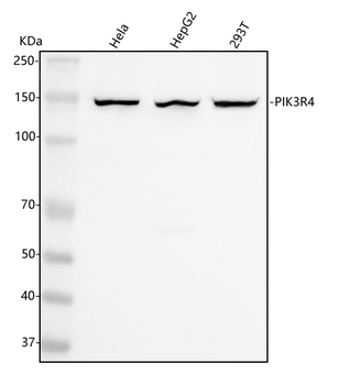 PIK3R4 Rabbit Polyclonal Antibody