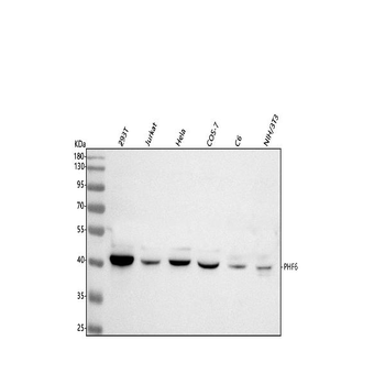 PHF6 Antibody