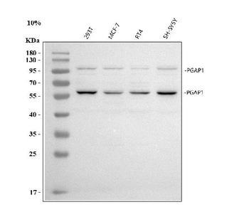 PGAP1 Antibody