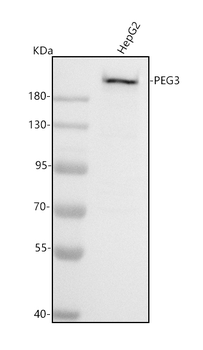 PEG3 Rabbit Polyclonal Antibody