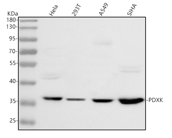 PDXK Rabbit Polyclonal Antibody