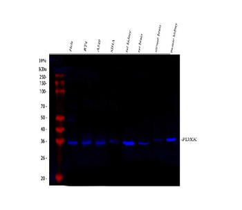 PDXK Rabbit Polyclonal Antibody