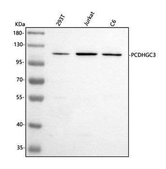 PCDHGC3 Rabbit Polyclonal Antibody