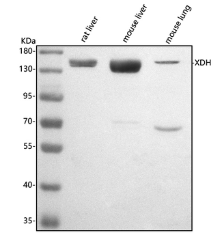 XDH Rabbit Polyclonal Antibody