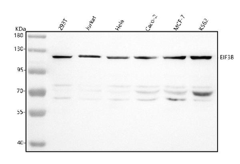 EIF3B Antibody