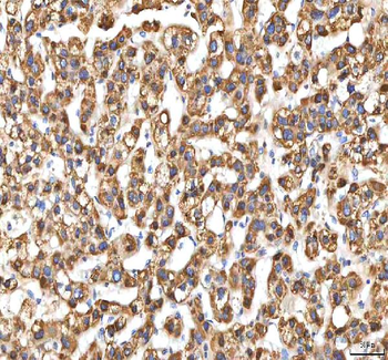 EIF3B Antibody