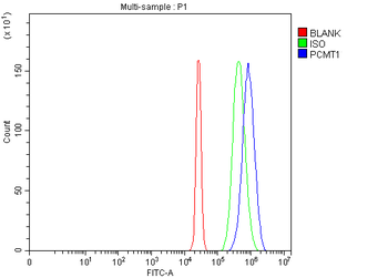 PCMT1 Rabbit Polyclonal Antibody