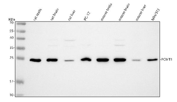 PCMT1 Rabbit Polyclonal Antibody