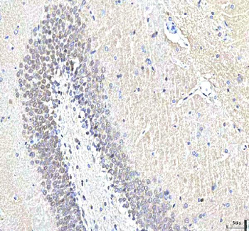 PCMT1 Rabbit Polyclonal Antibody