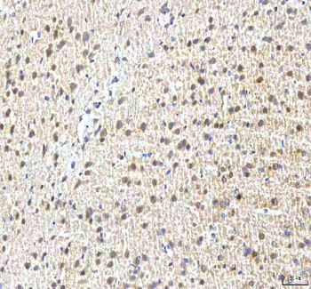PCMT1 Rabbit Polyclonal Antibody