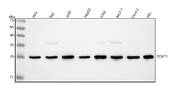 PCMT1 Rabbit Polyclonal Antibody