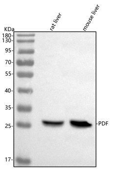 PDF Rabbit Polyclonal Antibody