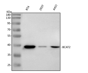 BCAT2 Rabbit Polyclonal Antibody