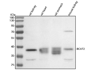 BCAT2 Rabbit Polyclonal Antibody