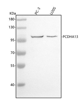 PCDHA13 Rabbit Polyclonal Antibody