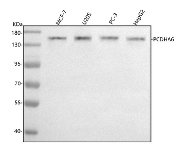PCDHA6 Rabbit Polyclonal Antibody