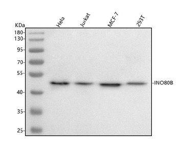 INO80B Rabbit Polyclonal Antibody