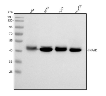 BPNT2 Antibody