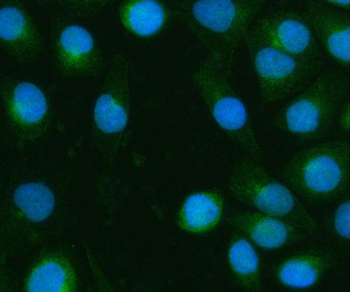 BPNT2 Antibody