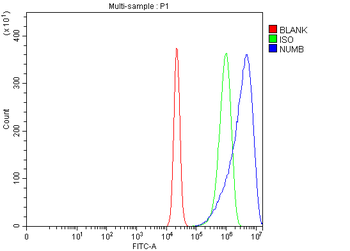 NUMB Rabbit Polyclonal Antibody
