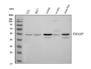 TXNIP Antibody