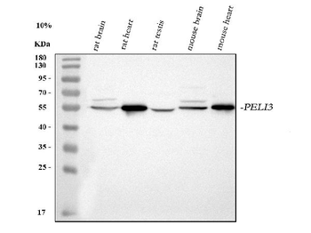 PELI3 Antibody