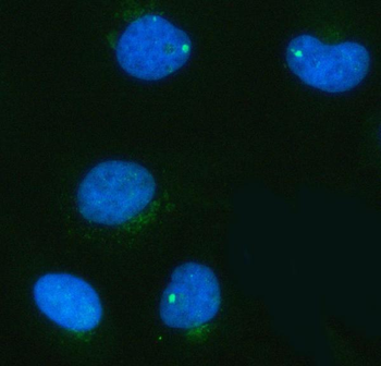 PDK3 Rabbit Polyclonal Antibody