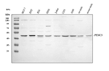 PDK3 Rabbit Polyclonal Antibody