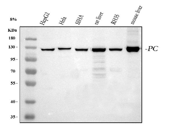 Pyruvate Carboxylase/PC Rabbit Polyclonal Antibody
