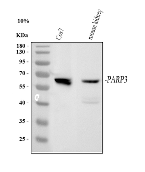 PARP3 Rabbit Polyclonal Antibody