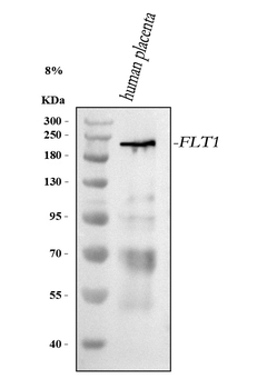 VEGFR-1/FLT1/VEGFR Rabbit Polyclonal Antibody