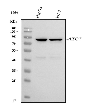 ATG7 Antibody