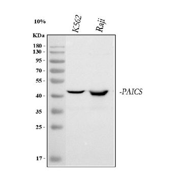 PAICS Rabbit Polyclonal Antibody