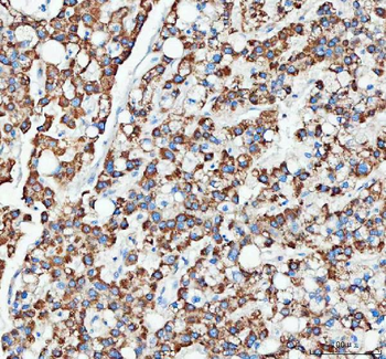 OTUB1 Rabbit Polyclonal Antibody