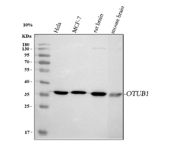 OTUB1 Rabbit Polyclonal Antibody