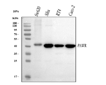 PAWR Rabbit Polyclonal Antibody