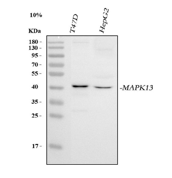 MAPK13 Rabbit Polyclonal Antibody
