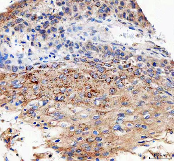 IFT74 Rabbit Polyclonal Antibody