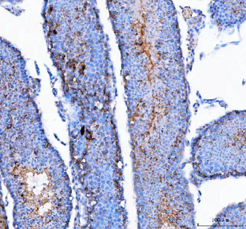 IFT74 Rabbit Polyclonal Antibody
