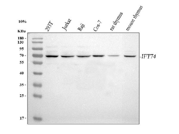 IFT74 Rabbit Polyclonal Antibody