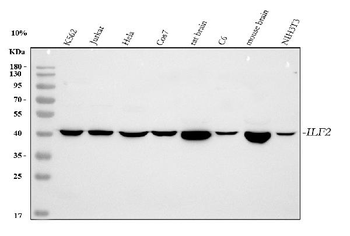 NF45/ILF2 Antibody