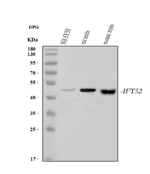IFT52 Rabbit Polyclonal Antibody